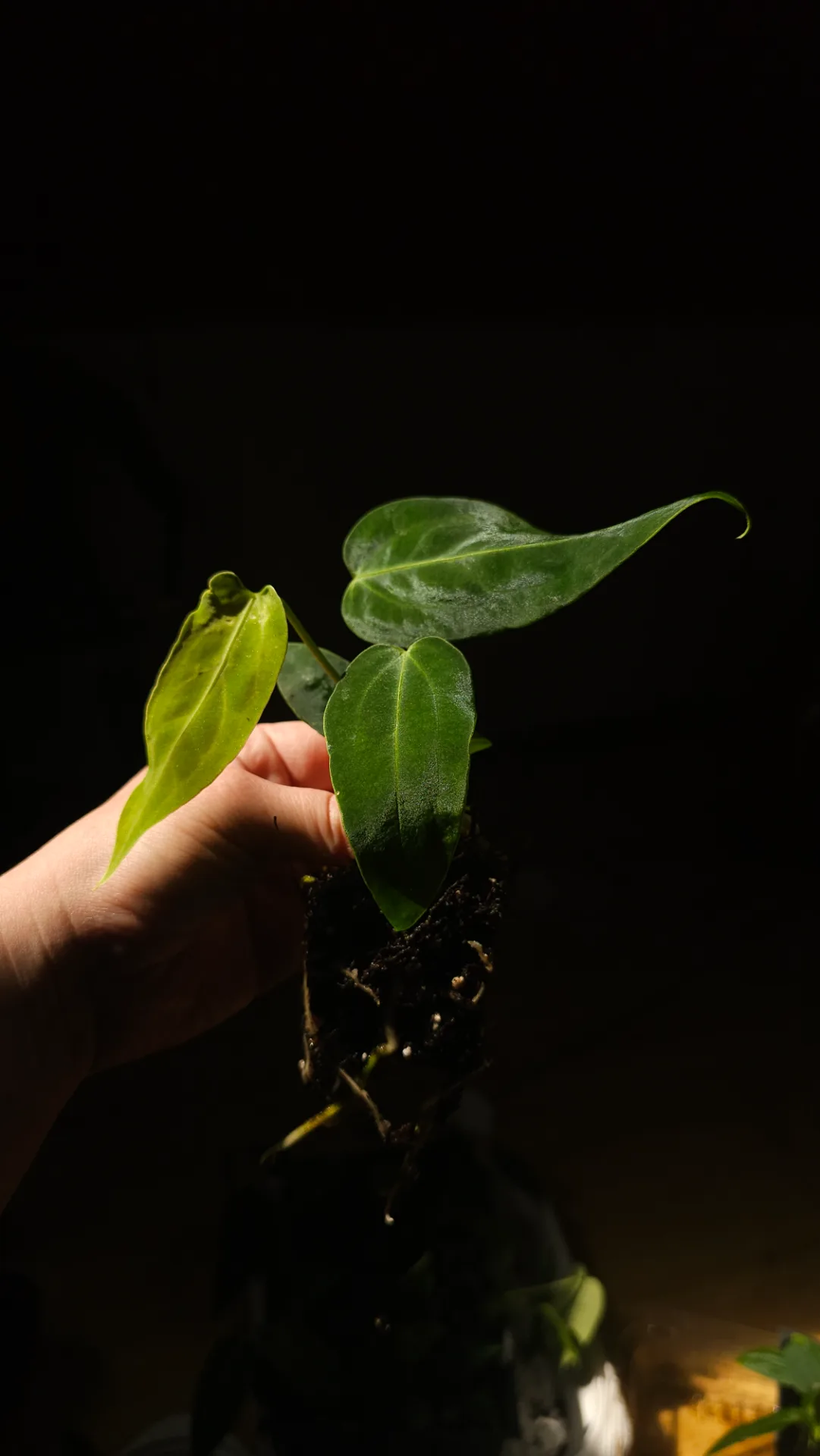 Seedling 18
