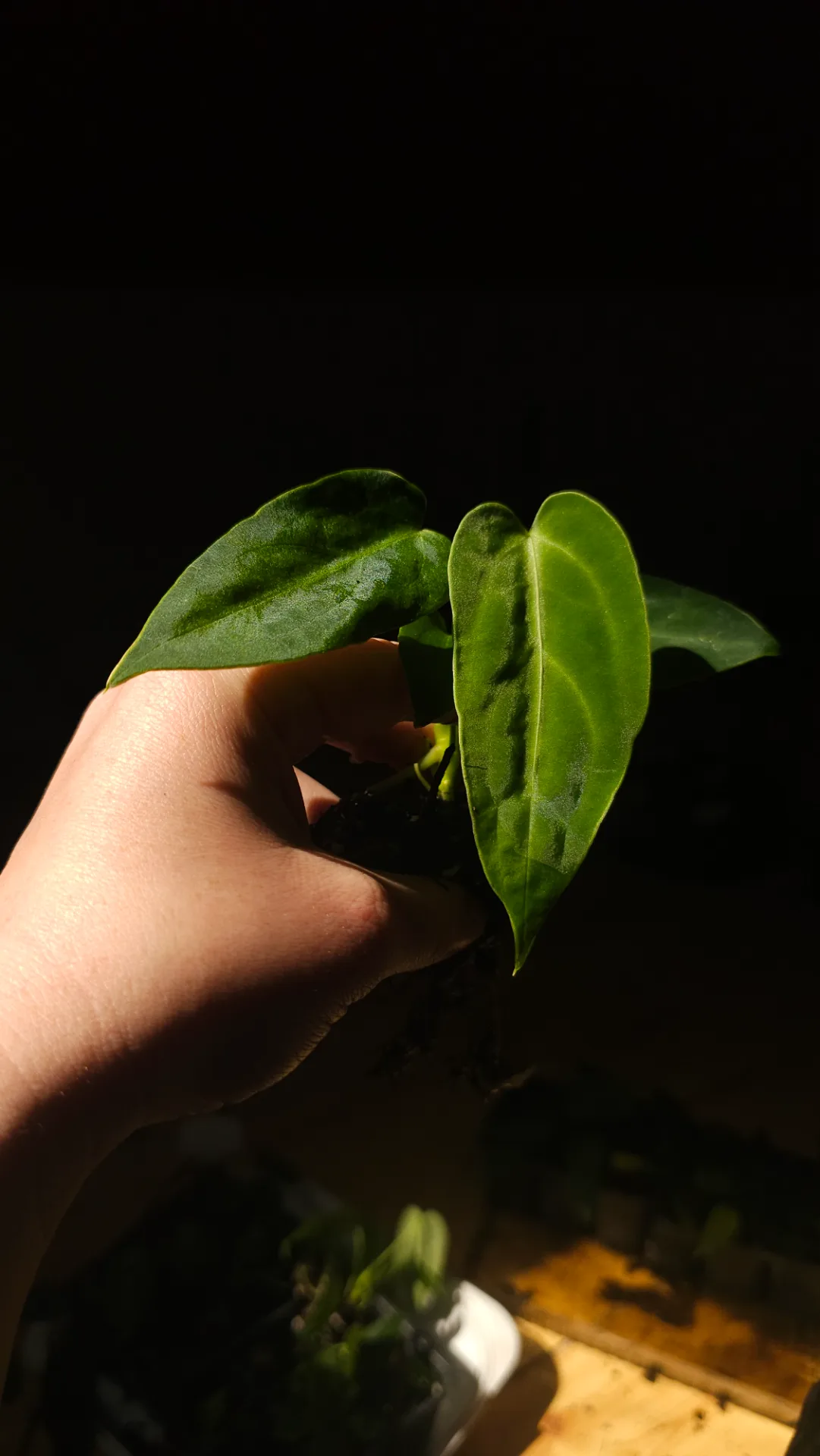 Seedling 19