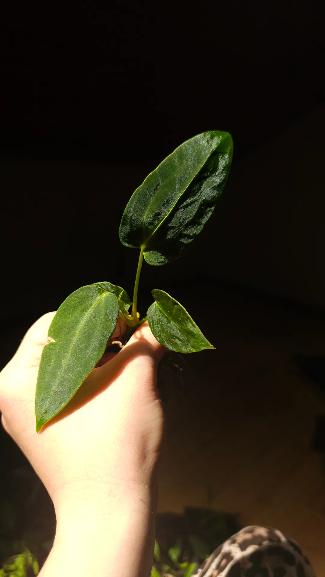 Seedling 2