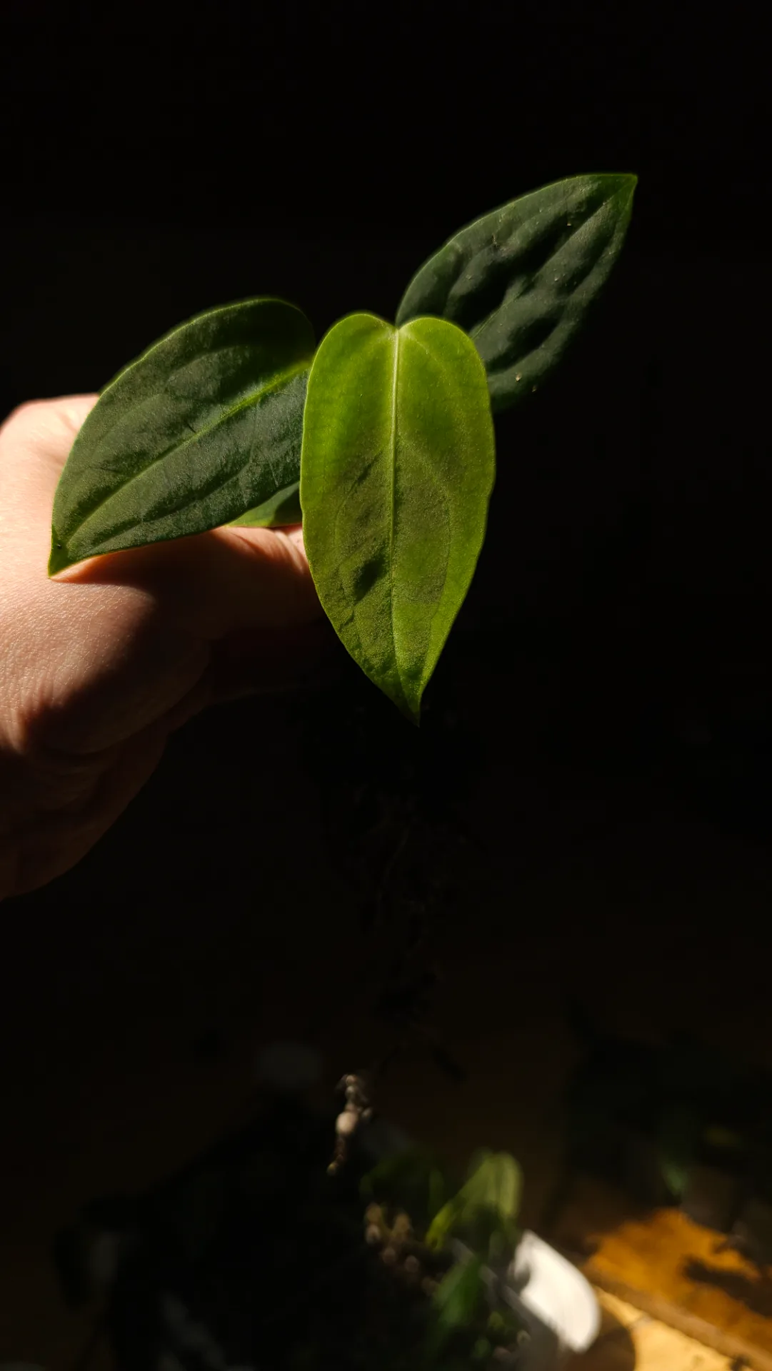 Seedling 20