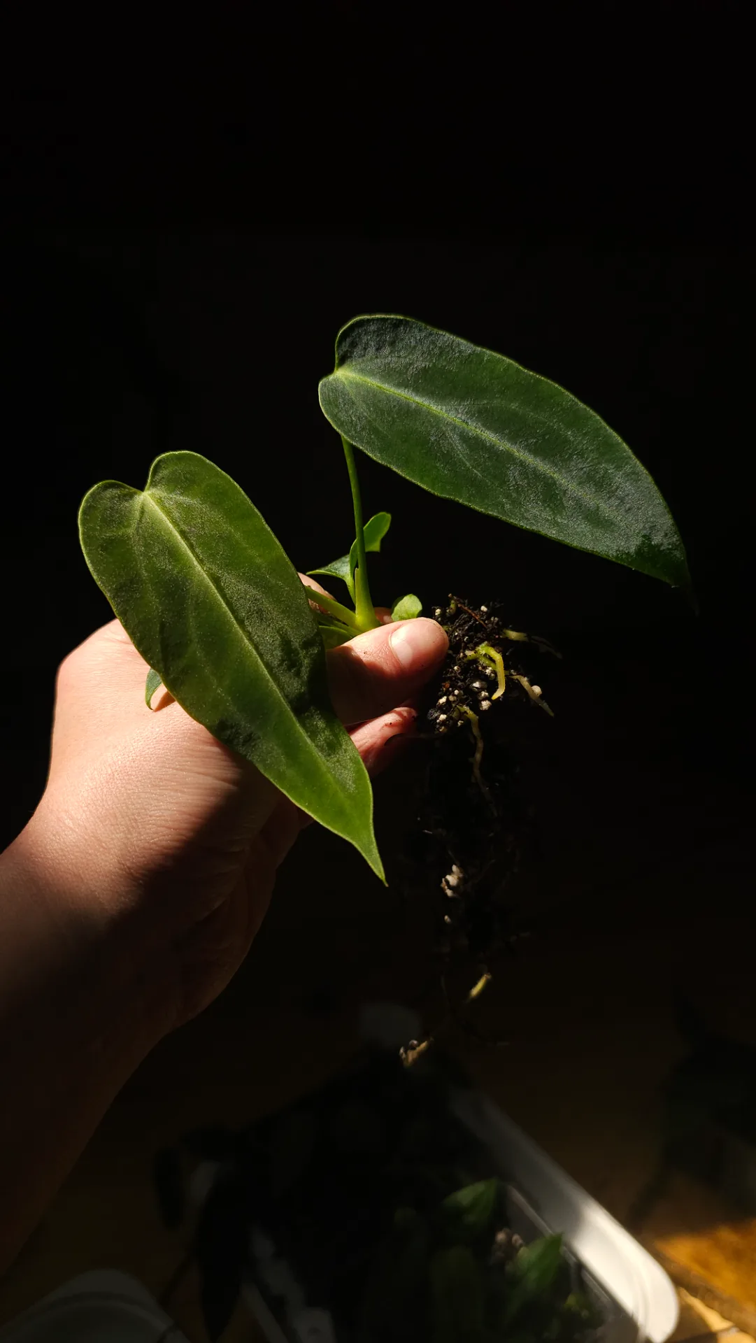 Seedling 21