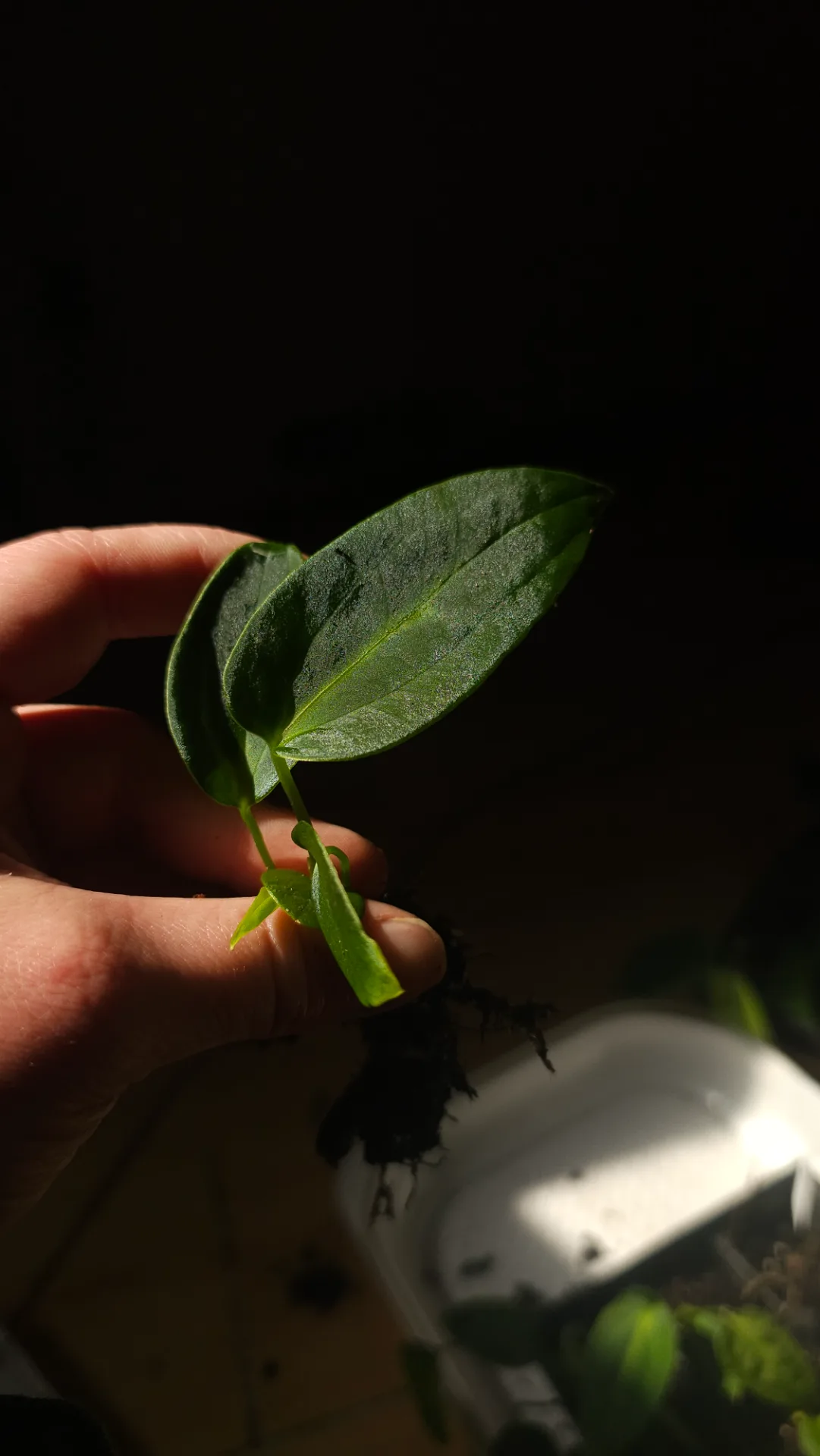 Seedling 22