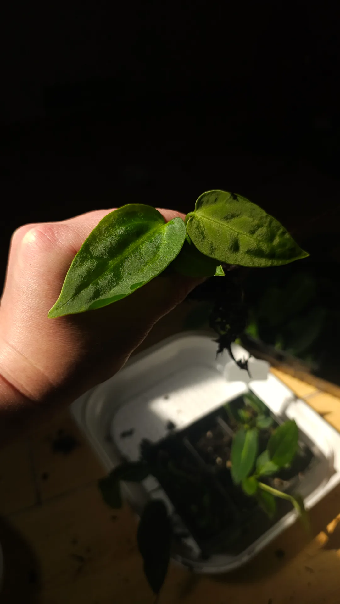 Seedling 23