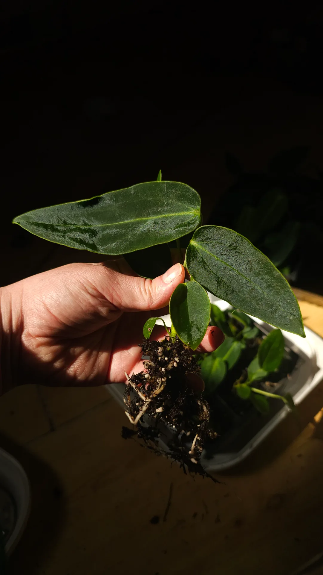 Seedling 24