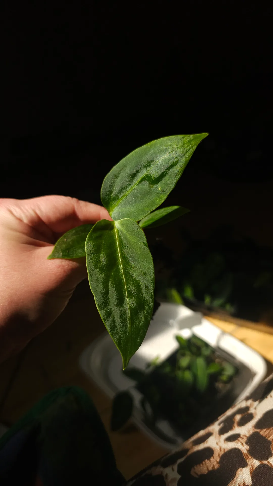 Seedling 25