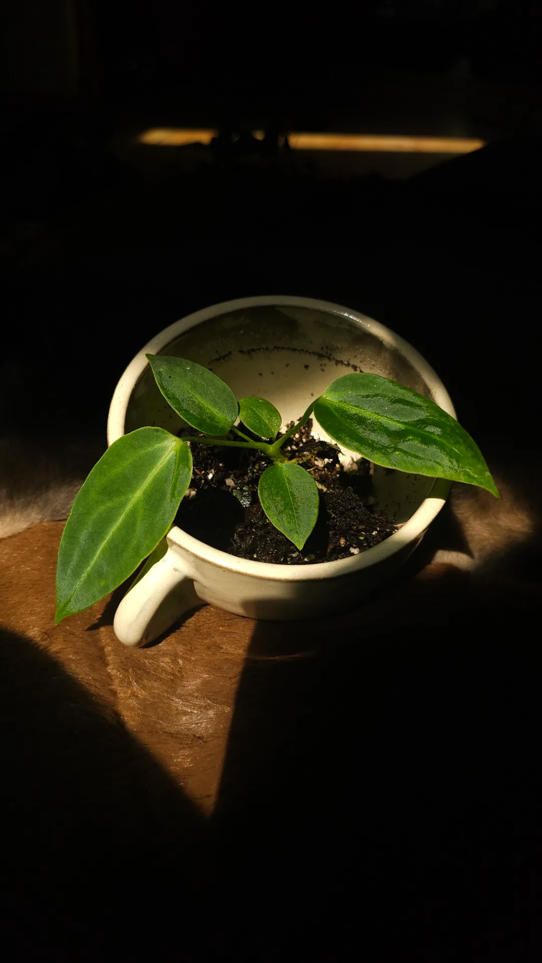 Seedling 26