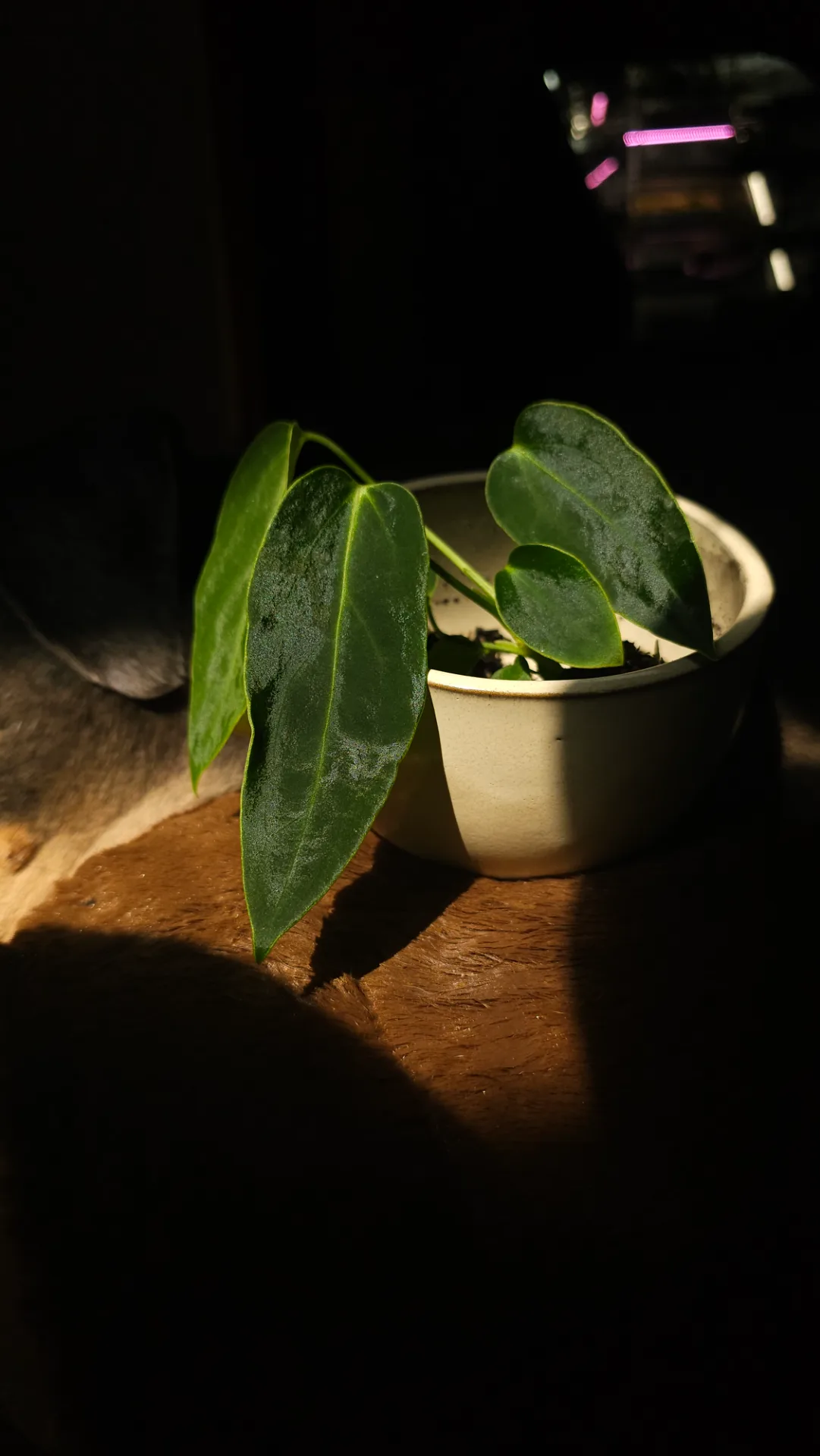 Seedling 27