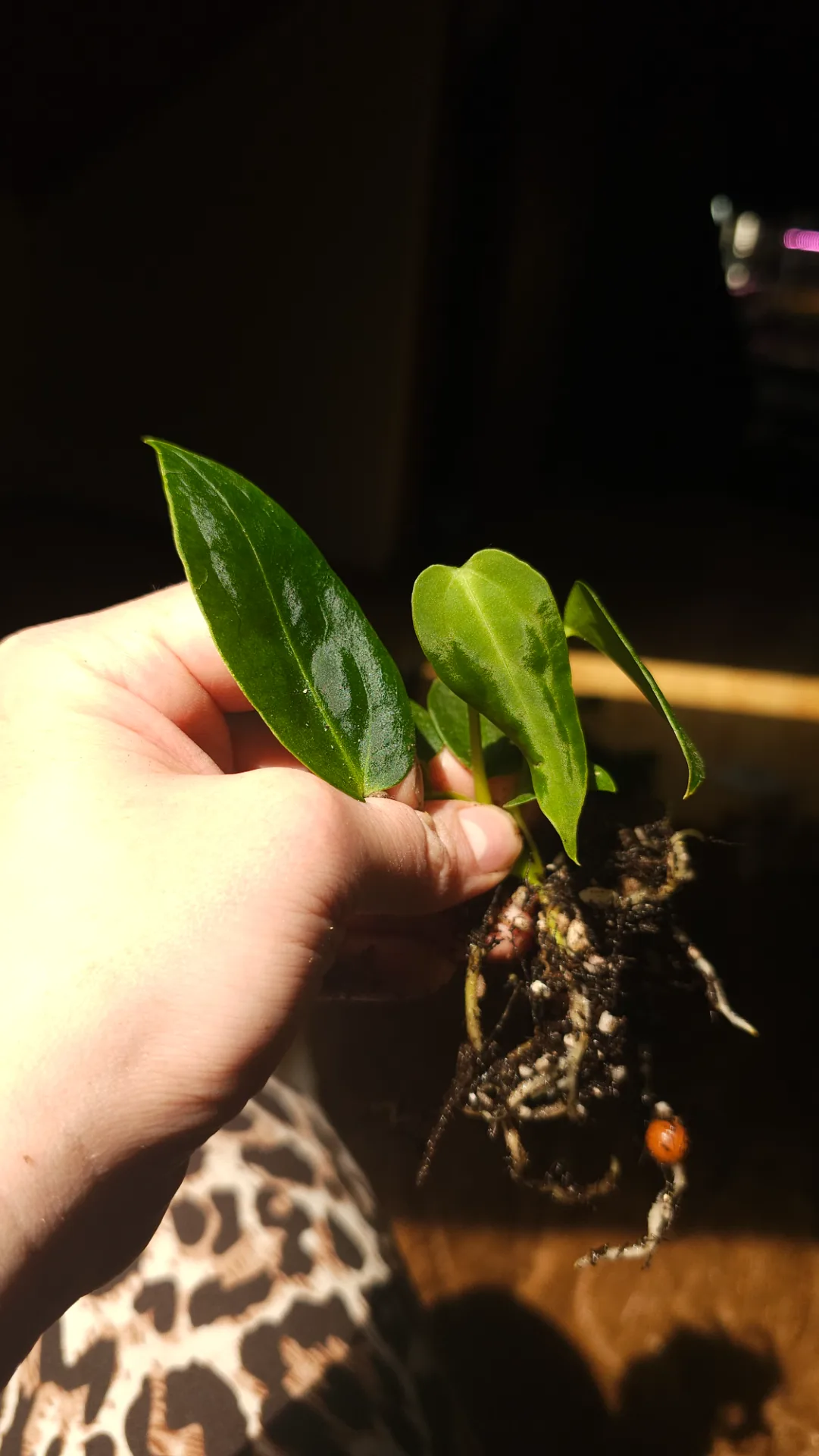 Seedling 3