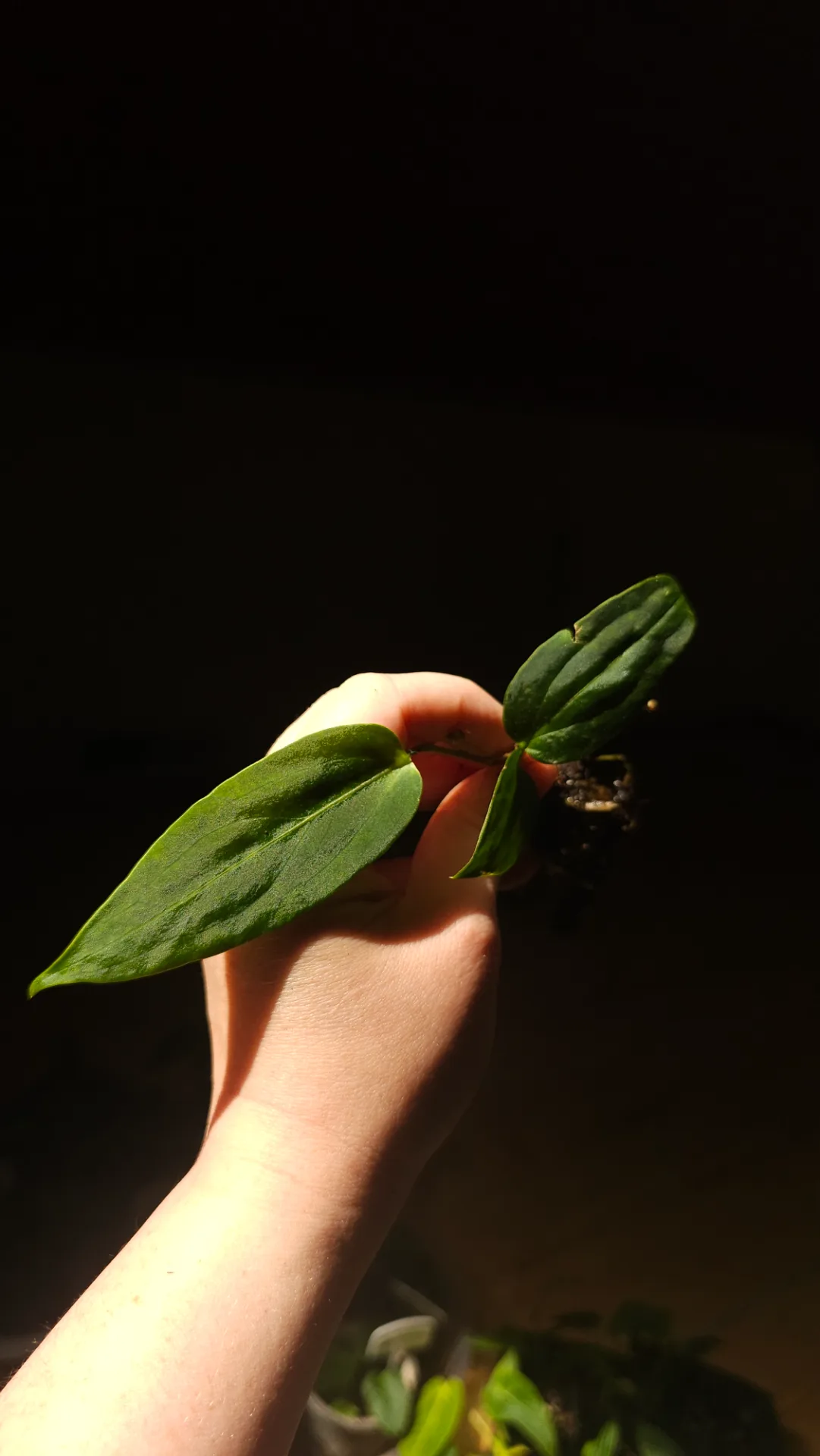 Seedling 4