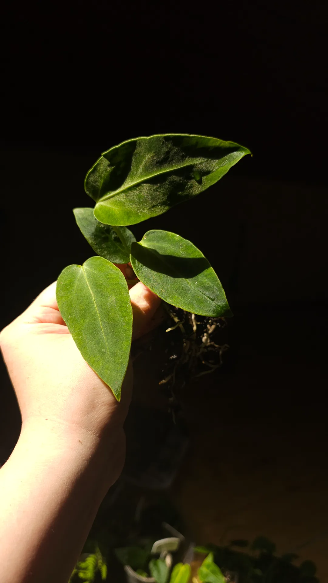 Seedling 5