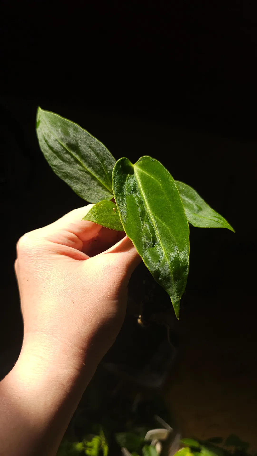 Seedling 6
