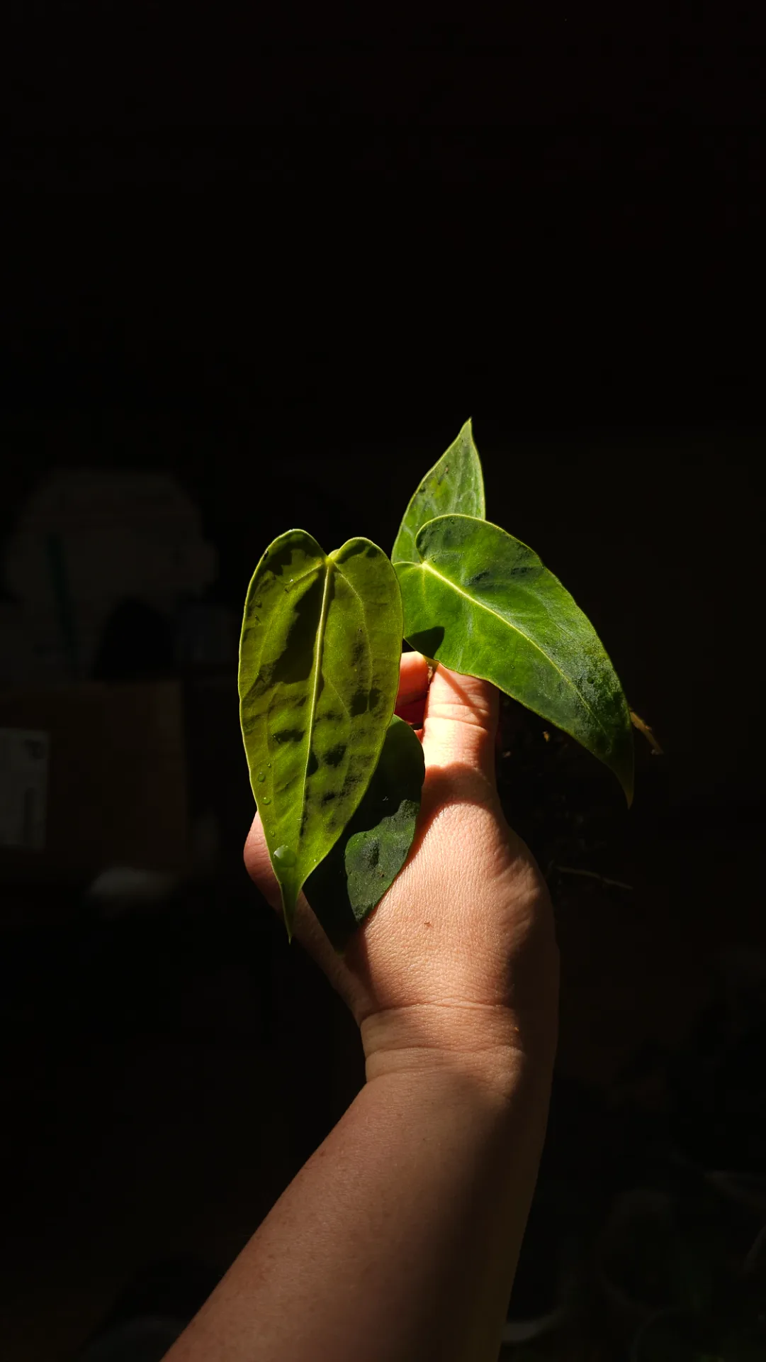 Seedling 7