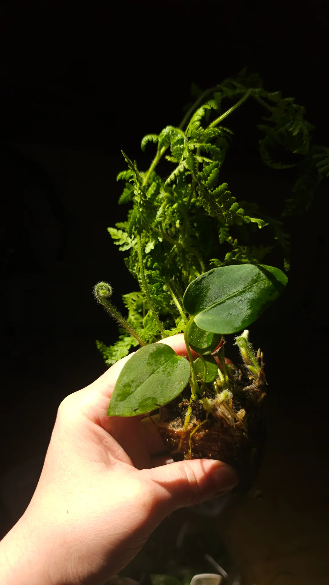 Seedling 8