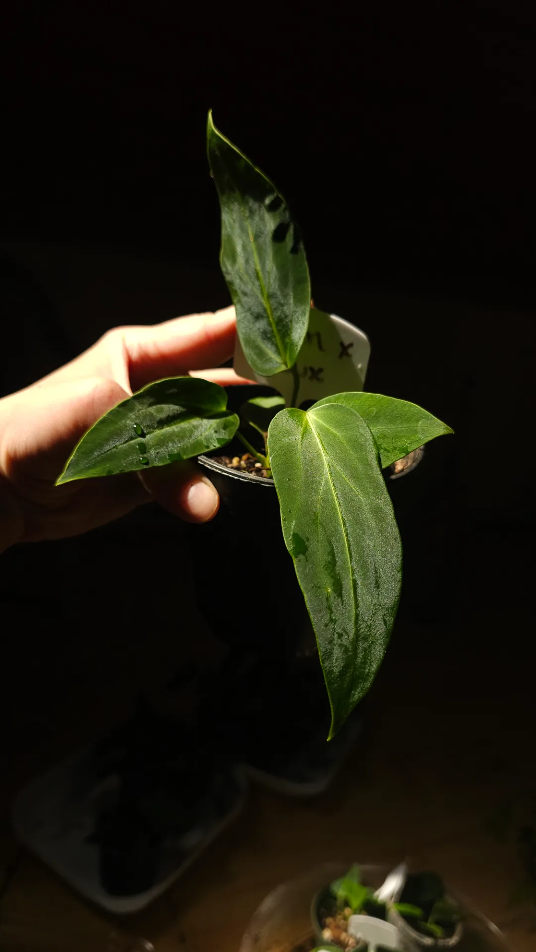 Seedling 9